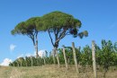 Alla scoperta a visitare alcune aziende del vigneto Friulano