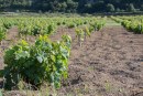 Pantelleria rende onore alla viticultura eroica dal 31 agosto al 9 settembre