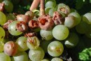 Quei pochi grappoli marci che danneggiano il vino italiano