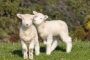 Tradizione, animalismo, ecologismo: a Pasqua il solito problema ma quest’anno qualcosa in più