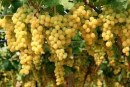Vendemmia Italia 2019, calo del 16-20% di uva, ma più qualità