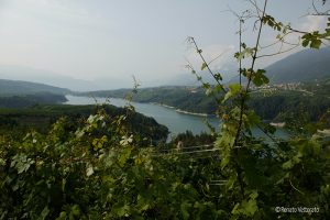 Val di Non riscopre il "Groppello bianco"