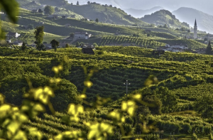 uccellino sulle etichette della cantina "La Tordera"