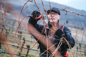 Maso Nero Blanc de Noirs 2016 dell'azienda Zeni