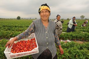 La raccolta delle fragole nelle campagne della Bulgaria (foto Claudio Rizzi)