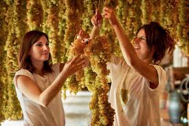 Venezia capitale mondiale della cultura del vitigno Malvasia